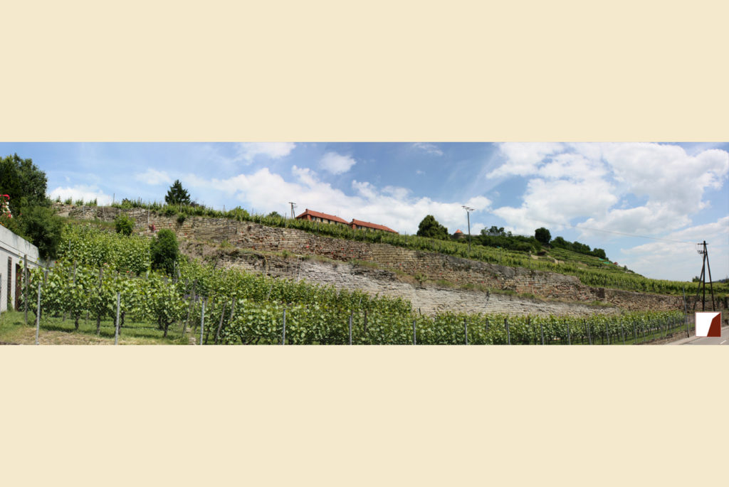 Hangpanorama mit Sicht auf Trockenmauern